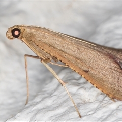 Endotricha ignealis at Melba, ACT - 4 Feb 2025 11:22 PM