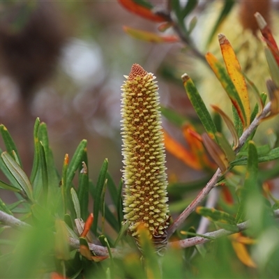 Banksia marginata (Silver Banksia) at Saltwater River, TAS - 13 Feb 2025 by JimL