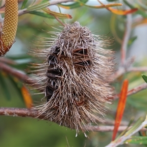 Banksia marginata at Saltwater River, TAS - 13 Feb 2025 06:02 PM