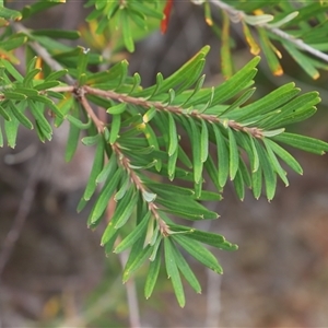 Banksia marginata at Saltwater River, TAS - 13 Feb 2025 06:02 PM