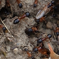 Camponotus consobrinus (Banded sugar ant) at Saltwater River, TAS - 13 Feb 2025 by JimL