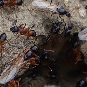 Camponotus consobrinus at Saltwater River, TAS - 13 Feb 2025 06:04 PM