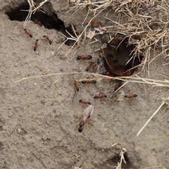 Camponotus consobrinus at Saltwater River, TAS - 13 Feb 2025 06:04 PM