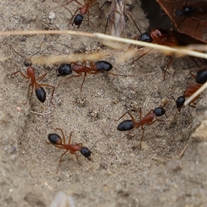 Camponotus consobrinus at Saltwater River, TAS - 13 Feb 2025 06:04 PM