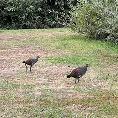 Tribonyx mortierii (Tasmanian Nativehen) at Nubeena, TAS - 13 Feb 2025 by JimL