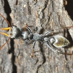 Myrmecia sp., pilosula-group (Jack jumper) at Tharwa, ACT - 13 Feb 2025 by Harrisi