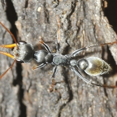 Myrmecia sp., pilosula-group (Jack jumper) at Tharwa, ACT - 13 Feb 2025 by Harrisi