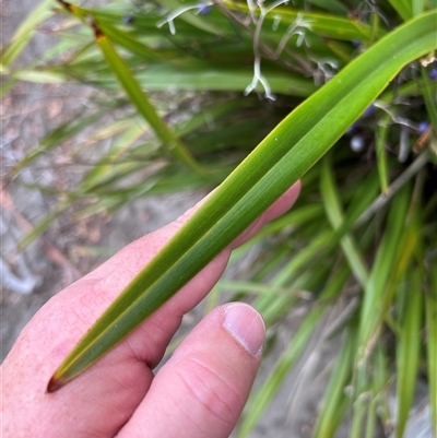 Dianella tasmanica (Tasman Flax Lily) at Saltwater River, TAS - 13 Feb 2025 by JimL