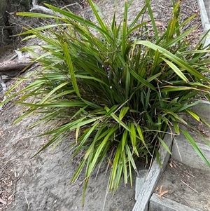 Dianella tasmanica at Saltwater River, TAS - 13 Feb 2025 05:59 PM