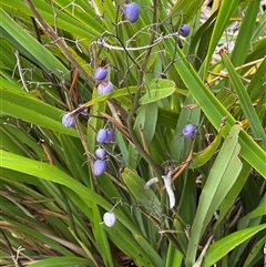 Dianella tasmanica at Saltwater River, TAS - 13 Feb 2025 05:59 PM