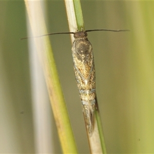 Glyphipterix cyanochalca at Tharwa, ACT - 13 Feb 2025 03:07 PM