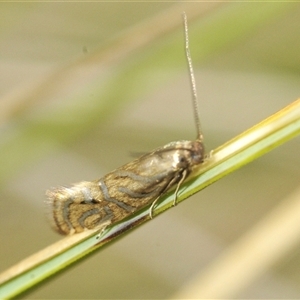 Glyphipterix cyanochalca at Tharwa, ACT - 13 Feb 2025 03:07 PM