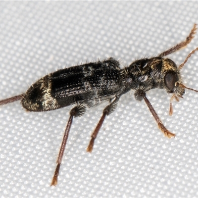 Stigmatium (genus) (Checkered beetle) at Melba, ACT - 4 Feb 2025 by kasiaaus