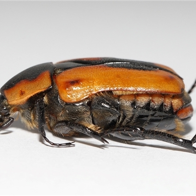 Chondropyga dorsalis (Cowboy beetle) at Lawson, ACT - 5 Feb 2025 by TimL