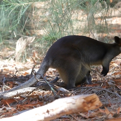 Wallabia bicolor (Swamp Wallaby) at Acton, ACT - 5 Feb 2025 by TimL