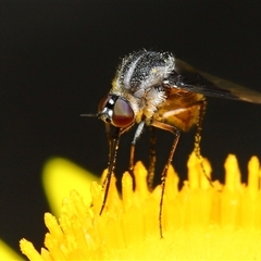 Geron nigralis (Slender bee fly) at Acton, ACT - 5 Feb 2025 by TimL