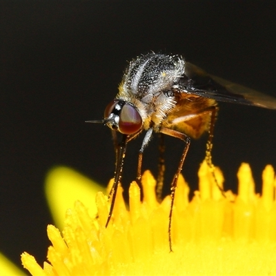 Geron nigralis (Slender bee fly) at Acton, ACT - 5 Feb 2025 by TimL