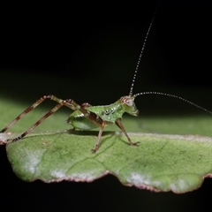 Caedicia simplex (Common Garden Katydid) at Acton, ACT - 5 Feb 2025 by TimL