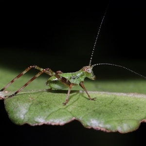 Caedicia simplex at Acton, ACT - 5 Feb 2025 10:23 AM