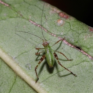 Caedicia simplex at Acton, ACT - 5 Feb 2025 10:23 AM