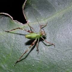 Caedicia simplex at Acton, ACT - 5 Feb 2025 10:23 AM