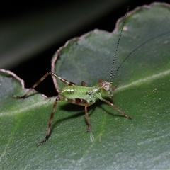 Caedicia simplex at Acton, ACT - 5 Feb 2025 10:23 AM