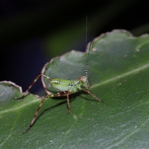 Caedicia simplex at Acton, ACT - 5 Feb 2025 10:23 AM