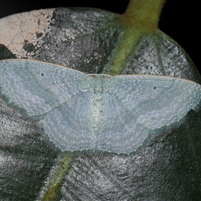 Poecilasthena thalassias (Sea-blue Delicate) at Acton, ACT - 5 Feb 2025 by TimL