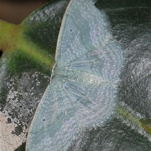 Poecilasthena thalassias at Acton, ACT - 5 Feb 2025 10:31 AM