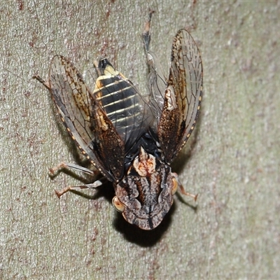 Stenocotis depressa (Leafhopper) at Yarralumla, ACT - 9 Feb 2025 by TimL