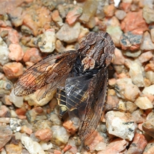 Stenocotis depressa at Yarralumla, ACT - 9 Feb 2025 11:10 AM