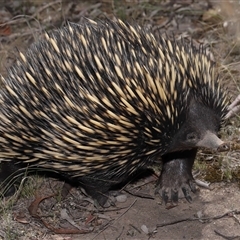 Tachyglossus aculeatus (Short-beaked Echidna) at Forde, ACT - 30 Jan 2025 by TimL