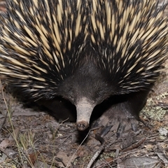 Tachyglossus aculeatus at Forde, ACT - 30 Jan 2025 12:57 PM