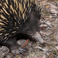 Tachyglossus aculeatus at Forde, ACT - 30 Jan 2025 12:57 PM