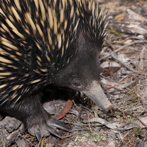 Tachyglossus aculeatus at Forde, ACT - 30 Jan 2025 12:57 PM