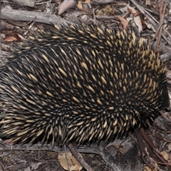 Tachyglossus aculeatus at Forde, ACT - 30 Jan 2025 12:57 PM