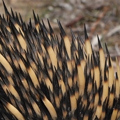 Tachyglossus aculeatus at Forde, ACT - 30 Jan 2025 12:57 PM