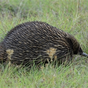 Tachyglossus aculeatus (Short-beaked Echidna) at Throsby, ACT - 30 Jan 2025 by TimL