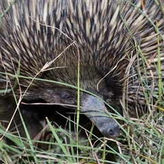 Tachyglossus aculeatus at Throsby, ACT - 30 Jan 2025 11:48 AM