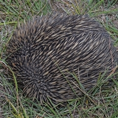 Tachyglossus aculeatus at Throsby, ACT - 30 Jan 2025 11:48 AM