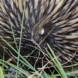 Tachyglossus aculeatus at Throsby, ACT - 30 Jan 2025 11:48 AM