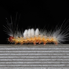 Orgyia anartoides (Painted Apple Moth) at Acton, ACT - 26 Jan 2025 by TimL