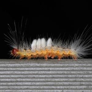 Orgyia anartoides at Acton, ACT - 26 Jan 2025 12:43 PM