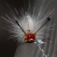 Orgyia anartoides at Acton, ACT - 26 Jan 2025 12:43 PM