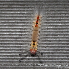 Orgyia anartoides at Acton, ACT - 26 Jan 2025 12:43 PM