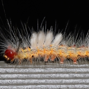 Orgyia anartoides at Acton, ACT - 26 Jan 2025 12:43 PM