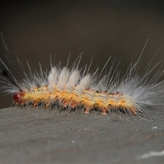 Orgyia anartoides at Acton, ACT - 26 Jan 2025 12:43 PM