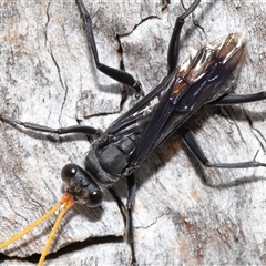 Fabriogenia sp. (genus) (Spider wasp) at Forde, ACT - 23 Jan 2025 by TimL