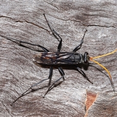 Fabriogenia sp. (genus) at Forde, ACT - 23 Jan 2025 11:38 AM