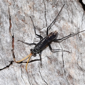 Fabriogenia sp. (genus) at Forde, ACT - 23 Jan 2025 11:38 AM